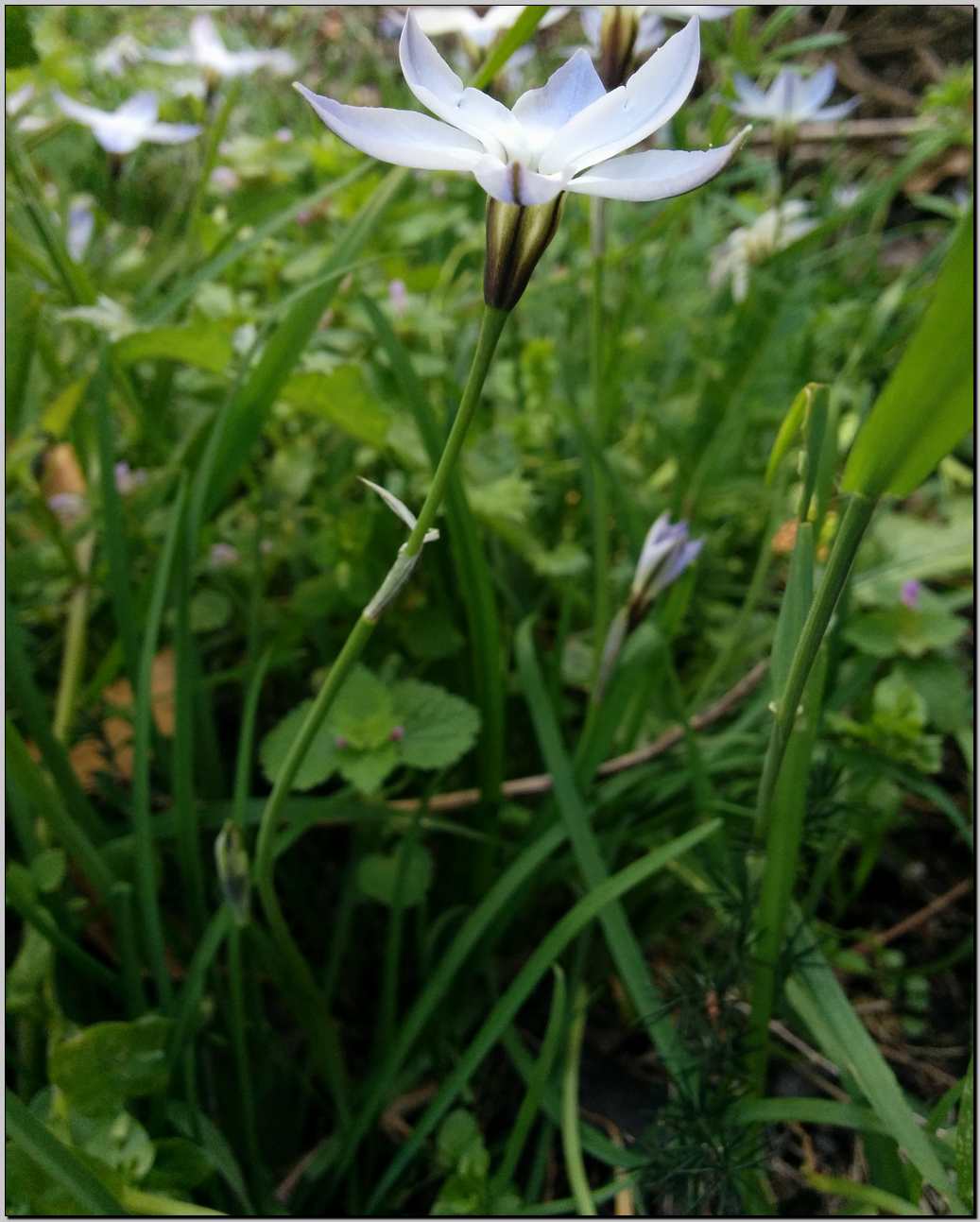 Ipheion uniflorum